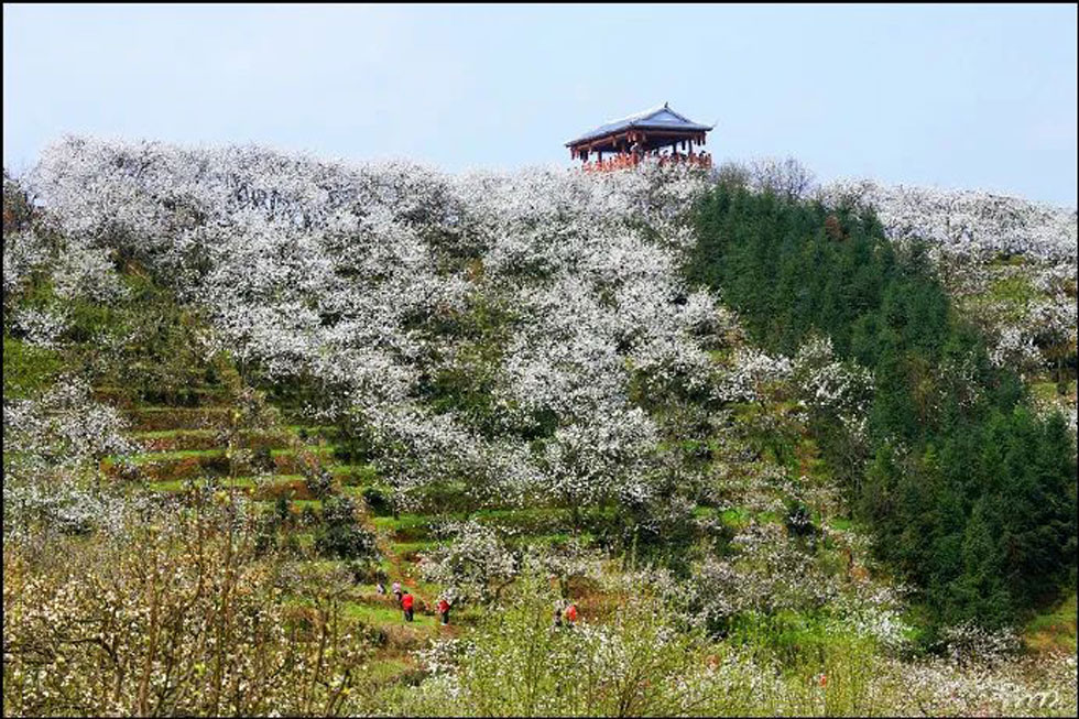 【春天，广西桂林灌阳县向您发出邀请！】我们在灌阳看梨花 - 游山玩水 - 黄石生活社区 - 黄石28生活网 hshi.28life.net