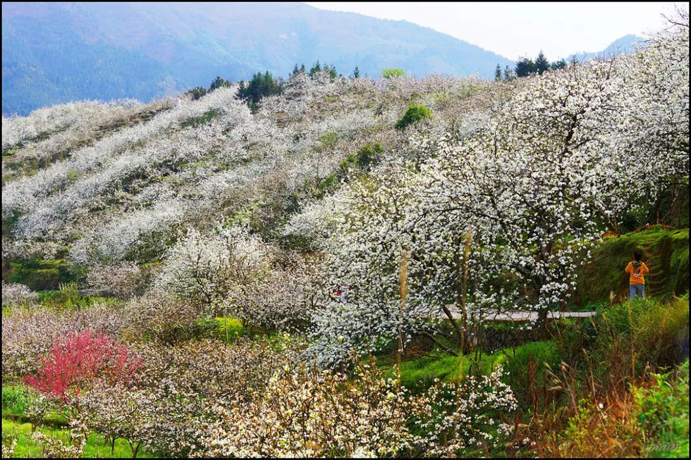 【春天，广西桂林灌阳县向您发出邀请！】我们在灌阳看梨花 - 游山玩水 - 黄石生活社区 - 黄石28生活网 hshi.28life.net