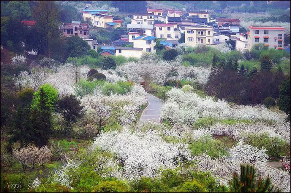 【春天，广西桂林灌阳县向您发出邀请！】我们在灌阳看梨花 - 游山玩水 - 黄石生活社区 - 黄石28生活网 hshi.28life.net