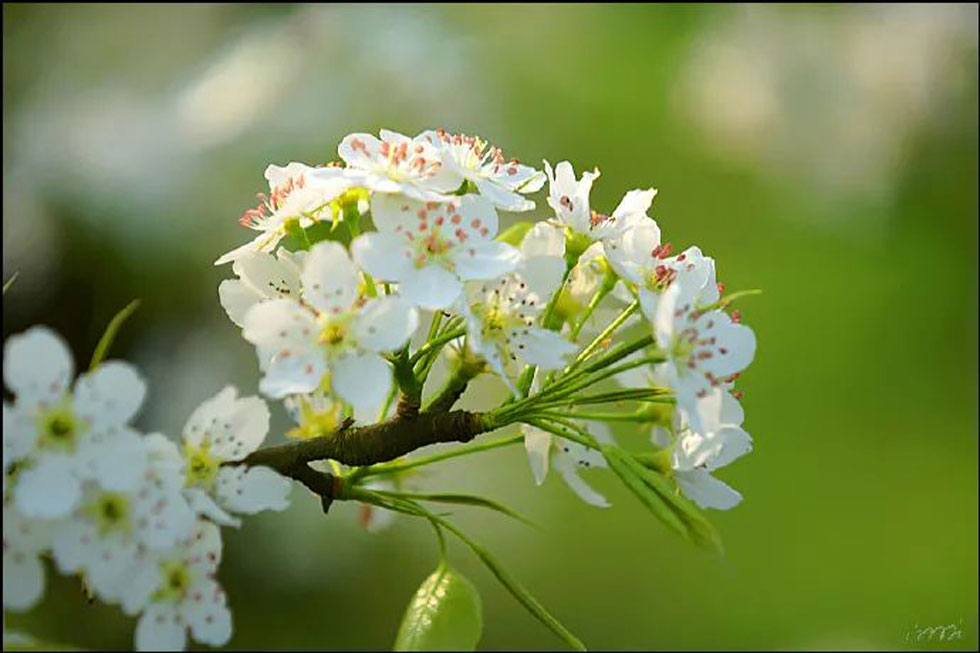 【春天，广西桂林灌阳县向您发出邀请！】我们在灌阳看梨花 - 游山玩水 - 黄石生活社区 - 黄石28生活网 hshi.28life.net