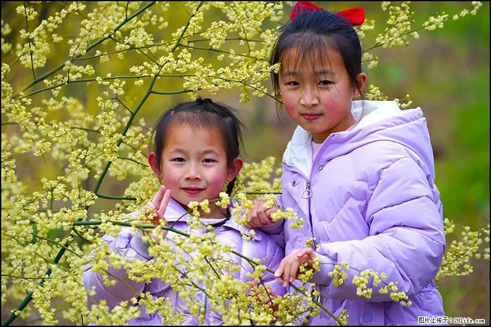 【春天，广西桂林灌阳县向您发出邀请！】米珠山前有片山苍子花在飘香 - 游山玩水 - 黄石生活社区 - 黄石28生活网 hshi.28life.net