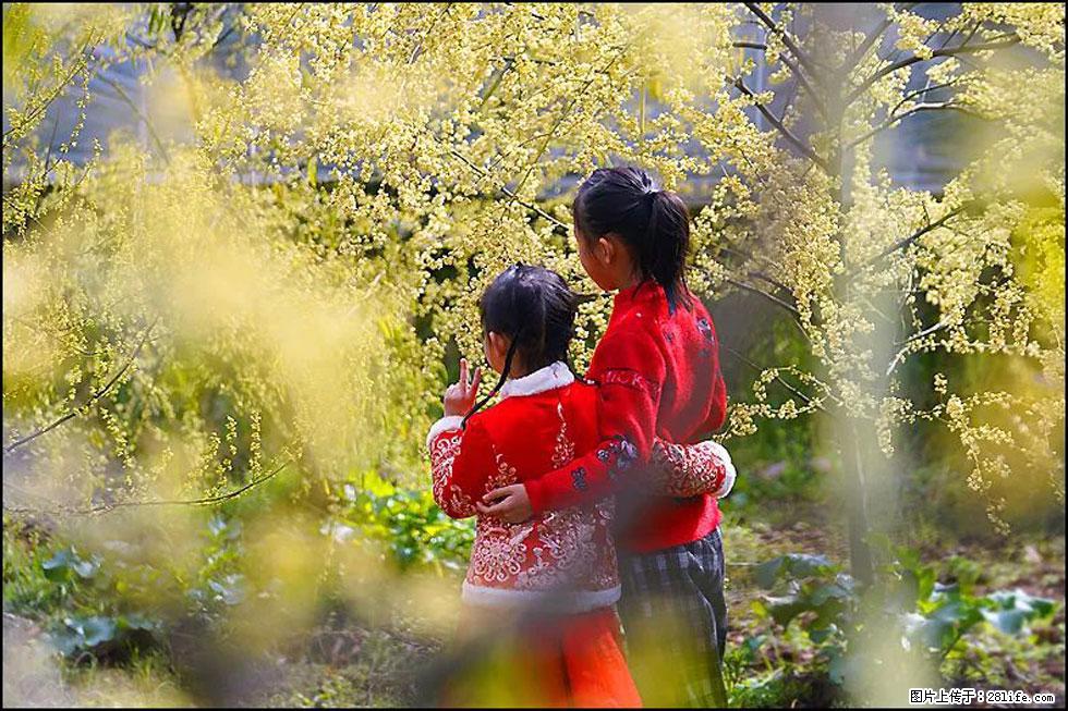 【春天，广西桂林灌阳县向您发出邀请！】米珠山前有片山苍子花在飘香 - 游山玩水 - 黄石生活社区 - 黄石28生活网 hshi.28life.net