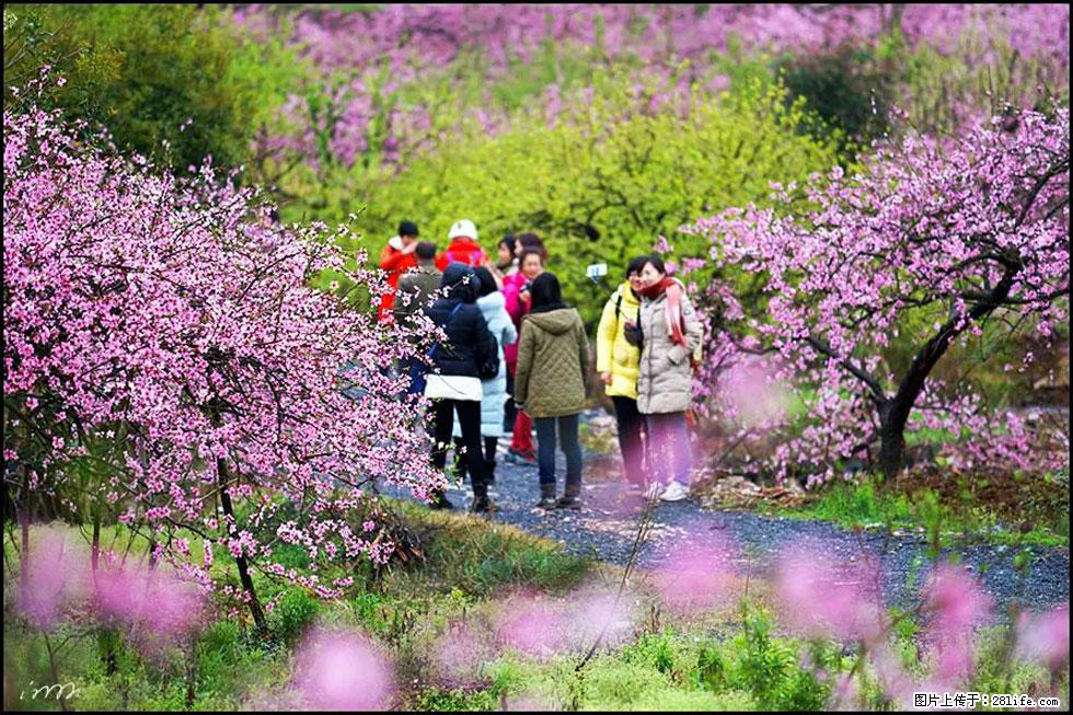 【春天，广西桂林灌阳县向您发出邀请！】官庄村有个醉美的桃花园 - 游山玩水 - 黄石生活社区 - 黄石28生活网 hshi.28life.net