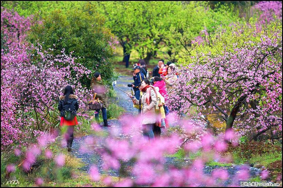 【春天，广西桂林灌阳县向您发出邀请！】官庄村有个醉美的桃花园 - 游山玩水 - 黄石生活社区 - 黄石28生活网 hshi.28life.net