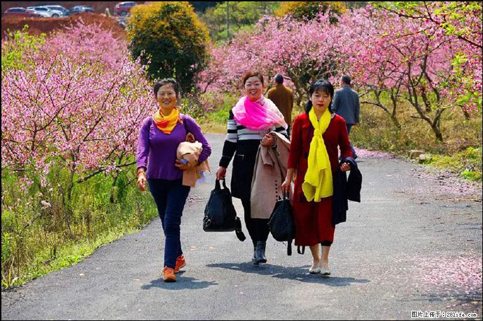 【春天，广西桂林灌阳县向您发出邀请！】官庄村有个醉美的桃花园 - 游山玩水 - 黄石生活社区 - 黄石28生活网 hshi.28life.net