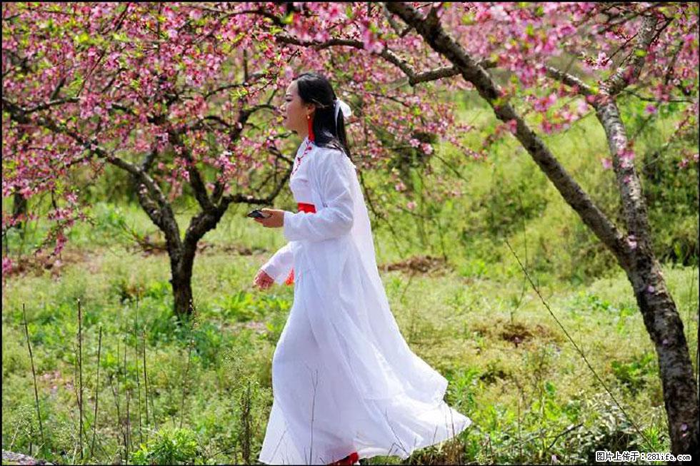 【春天，广西桂林灌阳县向您发出邀请！】官庄村有个醉美的桃花园 - 游山玩水 - 黄石生活社区 - 黄石28生活网 hshi.28life.net