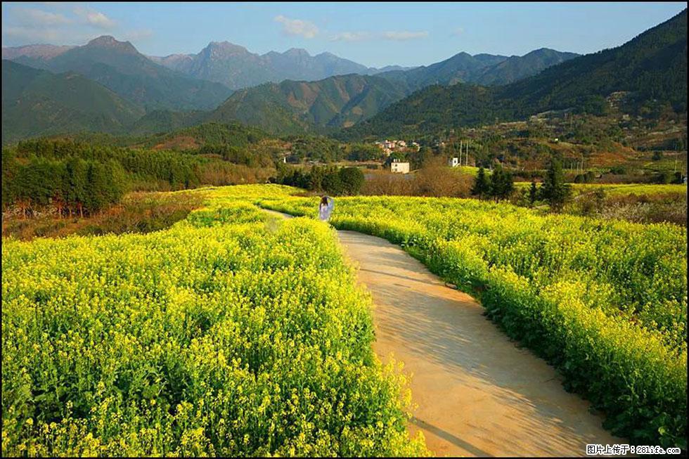 【春天，广西桂林灌阳县向您发出邀请！】长坪村油菜盛情花开 - 游山玩水 - 黄石生活社区 - 黄石28生活网 hshi.28life.net