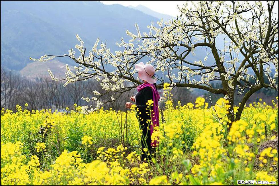 【春天，广西桂林灌阳县向您发出邀请！】长坪村油菜盛情花开 - 游山玩水 - 黄石生活社区 - 黄石28生活网 hshi.28life.net