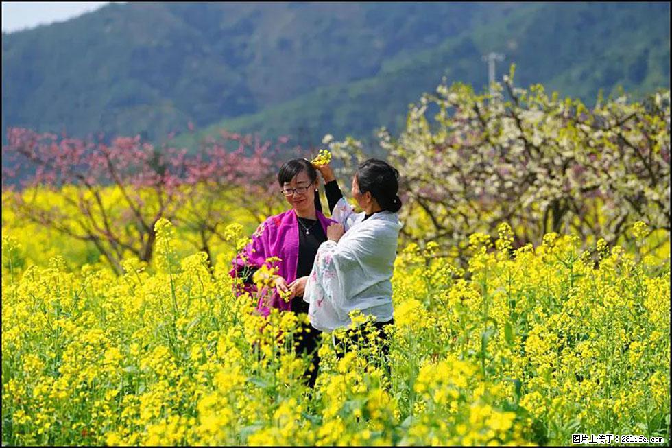 【春天，广西桂林灌阳县向您发出邀请！】长坪村油菜盛情花开 - 游山玩水 - 黄石生活社区 - 黄石28生活网 hshi.28life.net