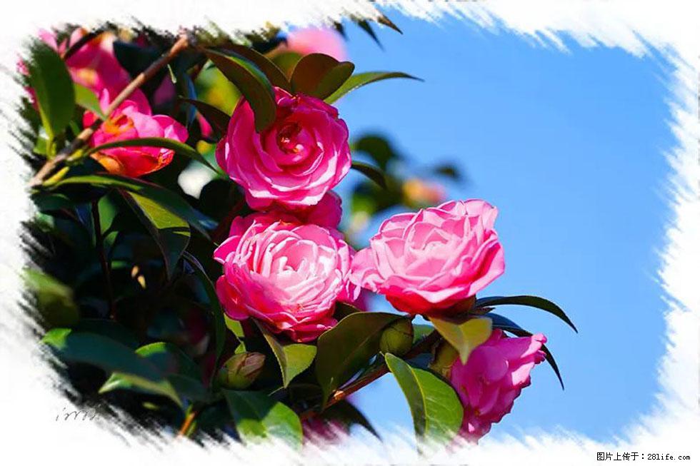 【春天，广西桂林灌阳县向您发出邀请！】杨柳井茶花惹人爱 - 游山玩水 - 黄石生活社区 - 黄石28生活网 hshi.28life.net