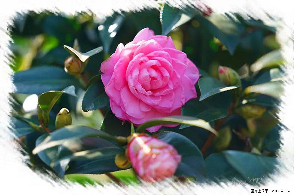 【春天，广西桂林灌阳县向您发出邀请！】杨柳井茶花惹人爱 - 游山玩水 - 黄石生活社区 - 黄石28生活网 hshi.28life.net