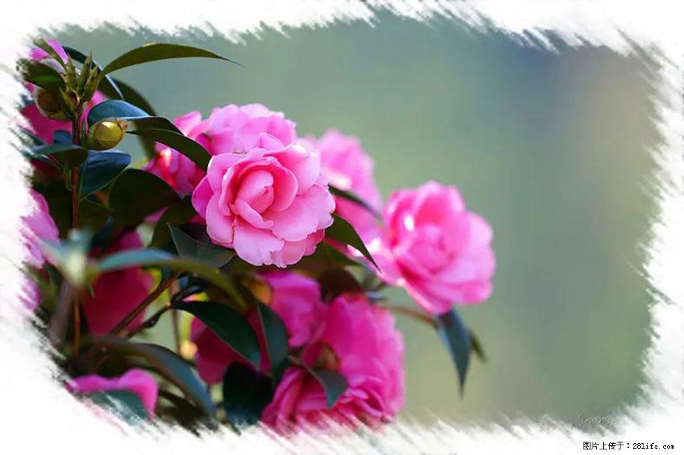 【春天，广西桂林灌阳县向您发出邀请！】杨柳井茶花惹人爱 - 游山玩水 - 黄石生活社区 - 黄石28生活网 hshi.28life.net