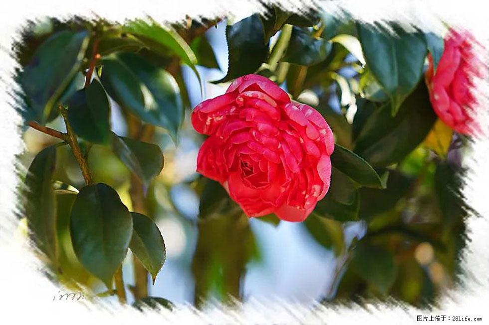 【春天，广西桂林灌阳县向您发出邀请！】杨柳井茶花惹人爱 - 游山玩水 - 黄石生活社区 - 黄石28生活网 hshi.28life.net