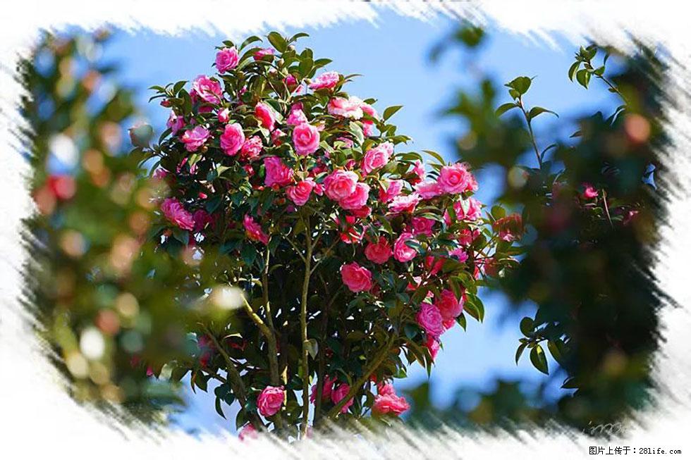 【春天，广西桂林灌阳县向您发出邀请！】杨柳井茶花惹人爱 - 游山玩水 - 黄石生活社区 - 黄石28生活网 hshi.28life.net