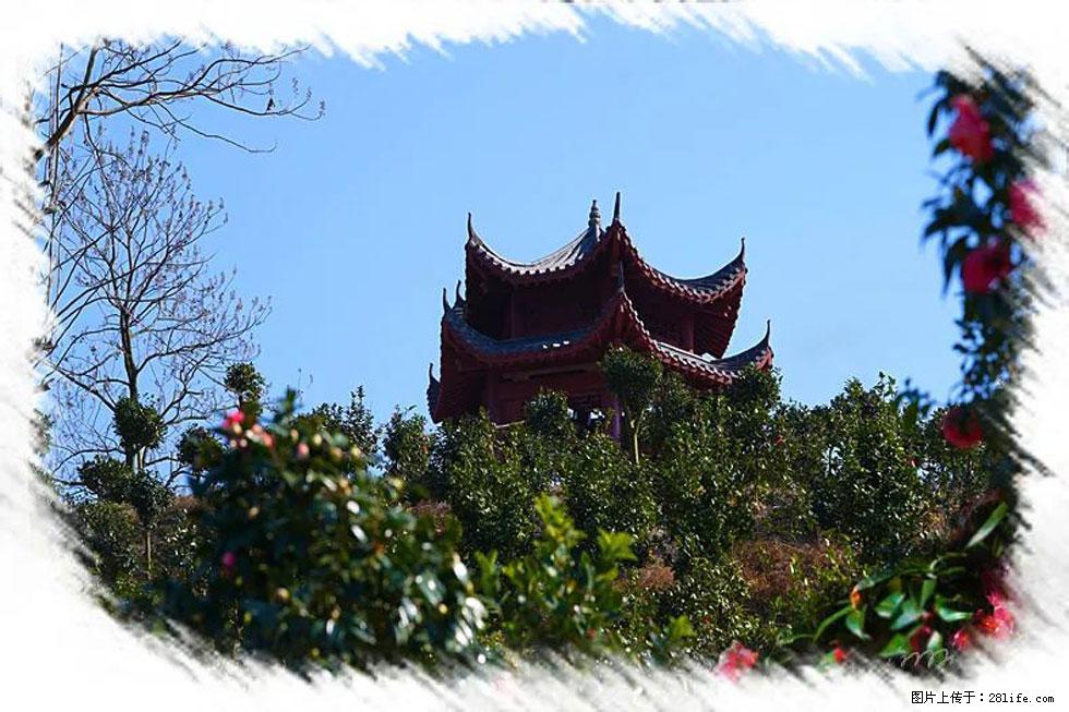 【春天，广西桂林灌阳县向您发出邀请！】杨柳井茶花惹人爱 - 游山玩水 - 黄石生活社区 - 黄石28生活网 hshi.28life.net