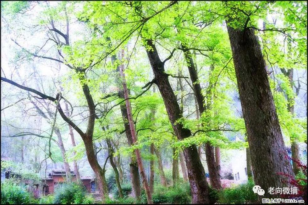 【春天，广西桂林灌阳县向您发出邀请！】在小龙村与春天约会 - 游山玩水 - 黄石生活社区 - 黄石28生活网 hshi.28life.net