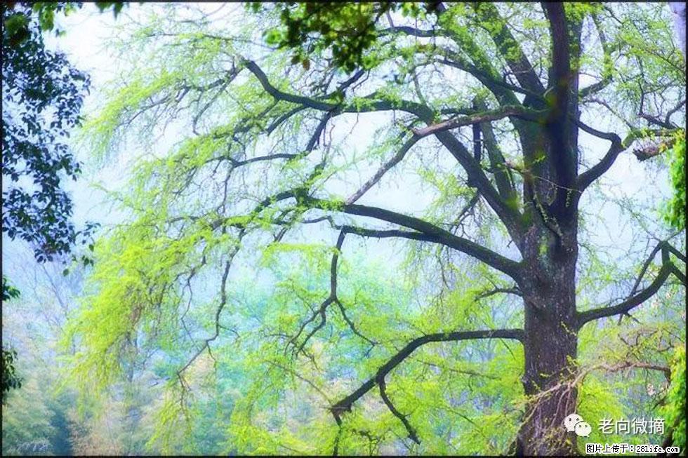 【春天，广西桂林灌阳县向您发出邀请！】在小龙村与春天约会 - 游山玩水 - 黄石生活社区 - 黄石28生活网 hshi.28life.net