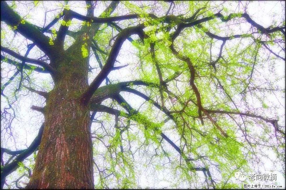【春天，广西桂林灌阳县向您发出邀请！】在小龙村与春天约会 - 游山玩水 - 黄石生活社区 - 黄石28生活网 hshi.28life.net