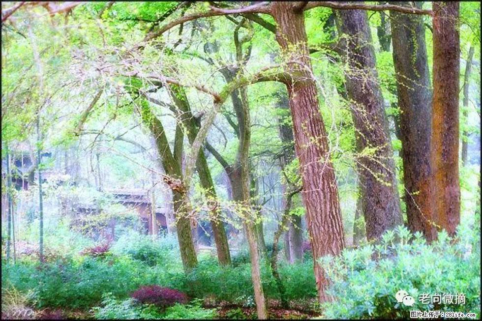 【春天，广西桂林灌阳县向您发出邀请！】在小龙村与春天约会 - 游山玩水 - 黄石生活社区 - 黄石28生活网 hshi.28life.net
