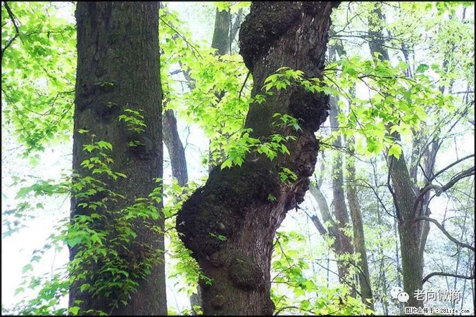 【春天，广西桂林灌阳县向您发出邀请！】在小龙村与春天约会 - 游山玩水 - 黄石生活社区 - 黄石28生活网 hshi.28life.net