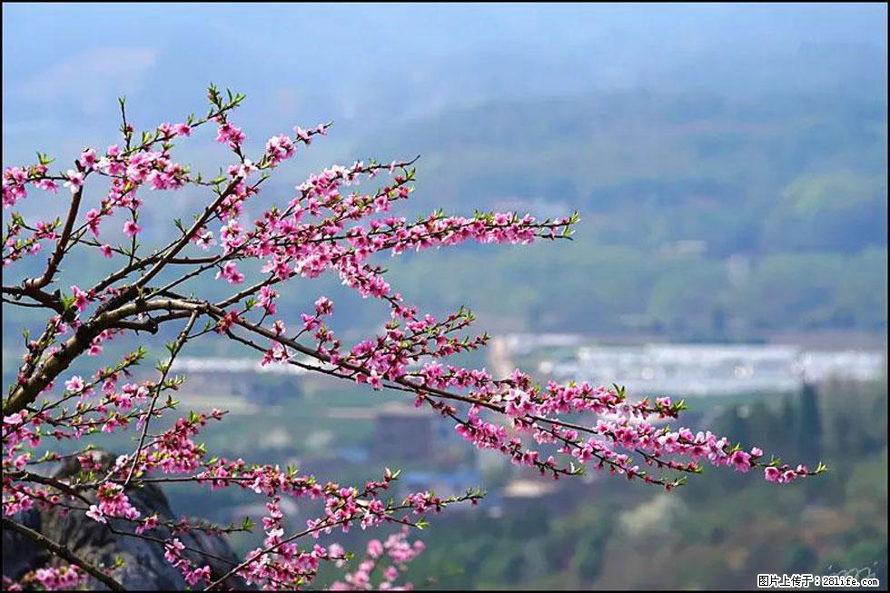 【春天，广西桂林灌阳县向您发出邀请！】望月岭上桃花开 - 游山玩水 - 黄石生活社区 - 黄石28生活网 hshi.28life.net