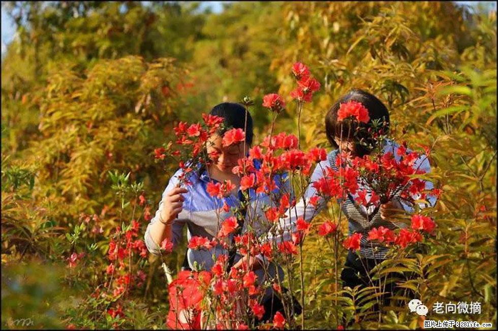 【春天，广西桂林灌阳县向您发出邀请！】登麒麟山，相约映山红 - 游山玩水 - 黄石生活社区 - 黄石28生活网 hshi.28life.net