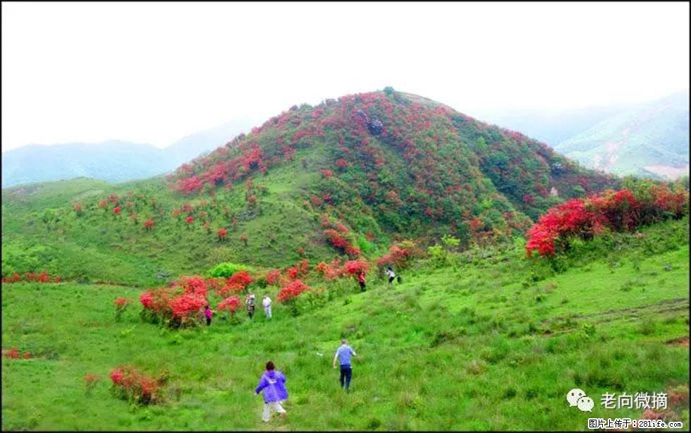 【春天，广西桂林灌阳县向您发出邀请！】宝盖山上映山红 - 游山玩水 - 黄石生活社区 - 黄石28生活网 hshi.28life.net
