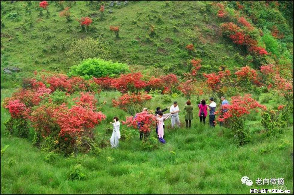 【春天，广西桂林灌阳县向您发出邀请！】宝盖山上映山红 - 游山玩水 - 黄石生活社区 - 黄石28生活网 hshi.28life.net