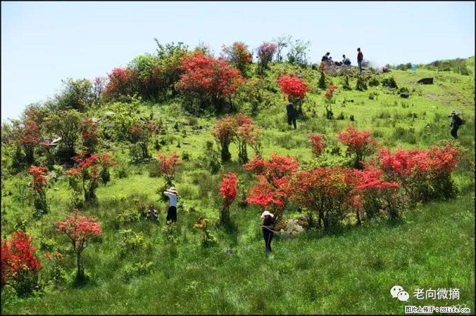 【春天，广西桂林灌阳县向您发出邀请！】宝盖山上映山红 - 游山玩水 - 黄石生活社区 - 黄石28生活网 hshi.28life.net