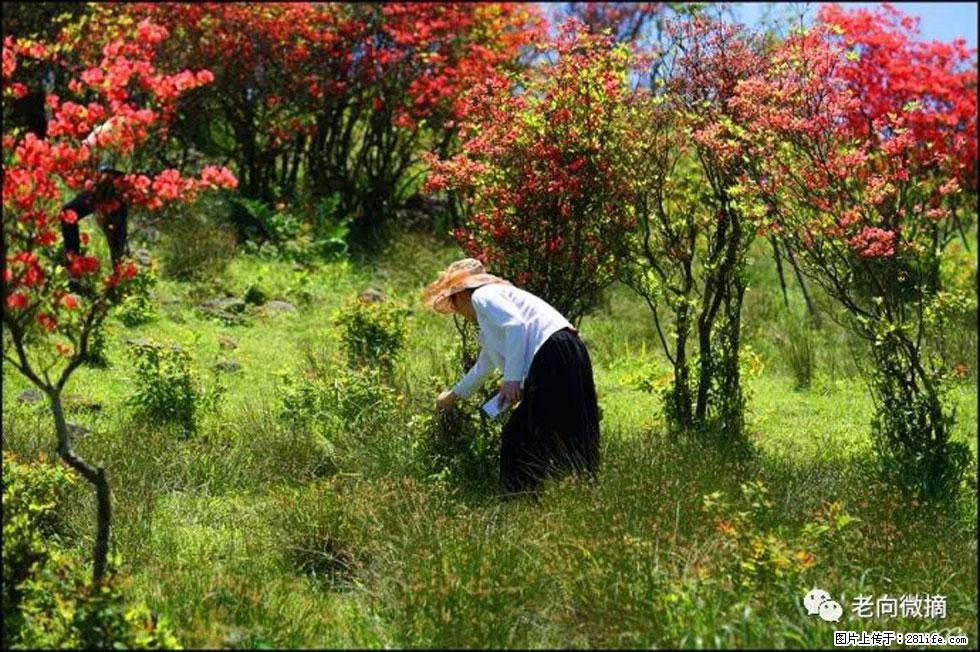 【春天，广西桂林灌阳县向您发出邀请！】宝盖山上映山红 - 游山玩水 - 黄石生活社区 - 黄石28生活网 hshi.28life.net