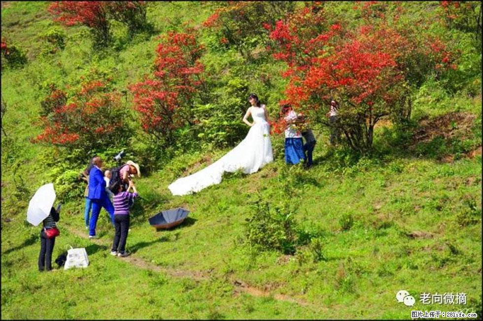 【春天，广西桂林灌阳县向您发出邀请！】宝盖山上映山红 - 游山玩水 - 黄石生活社区 - 黄石28生活网 hshi.28life.net
