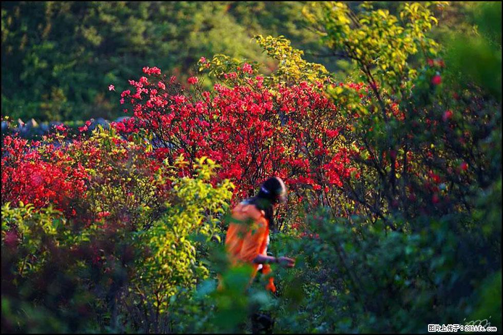 【春天，广西桂林灌阳县向您发出邀请！】春木界上映山红 - 游山玩水 - 黄石生活社区 - 黄石28生活网 hshi.28life.net