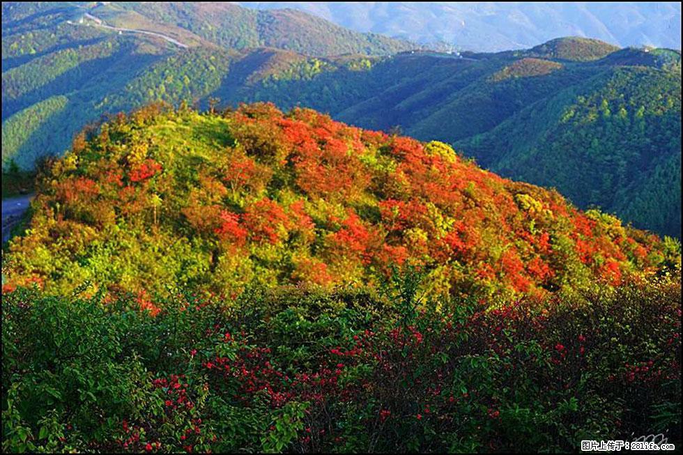 【春天，广西桂林灌阳县向您发出邀请！】春木界上映山红 - 游山玩水 - 黄石生活社区 - 黄石28生活网 hshi.28life.net