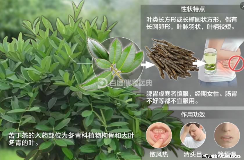 苦丁茶有哪些功效和作用 - 生活百科 - 黄石生活社区 - 黄石28生活网 hshi.28life.net