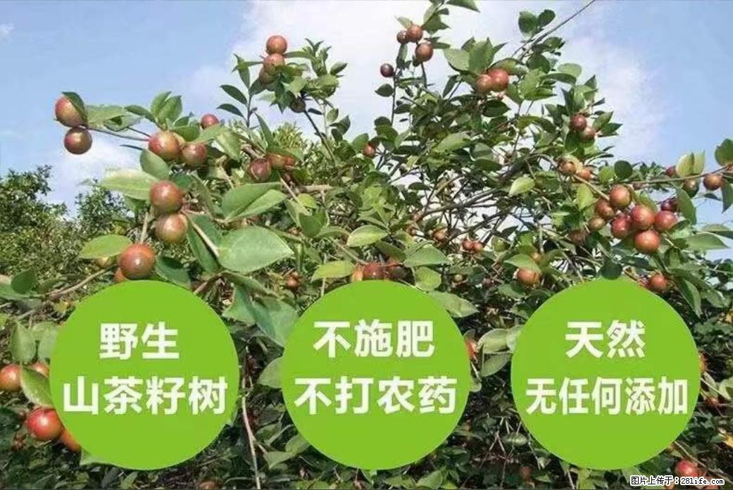 【灌阳县油茶产业示范区】一个有着充实的精神生活的人，对待身外之物自会有一种淡泊的态度 - 美食天地 - 黄石生活社区 - 黄石28生活网 hshi.28life.net