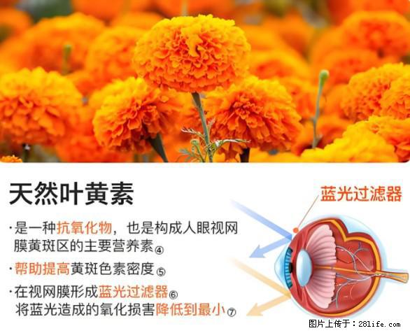 叶黄素有什么功效和作用 - 生活百科 - 黄石生活社区 - 黄石28生活网 hshi.28life.net