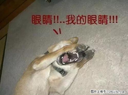 笑癫了！一女的怀孕三年未生，他终于忍不住了... - 娱乐八卦 - 黄石生活社区 - 黄石28生活网 hshi.28life.net