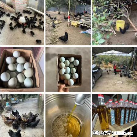 油茶园从小鸡仔开始养起的纯土鸡、土鸡蛋可以预定啦！还有前几天刚榨的纯山茶油哦 - 美食天地 - 黄石生活社区 - 黄石28生活网 hshi.28life.net