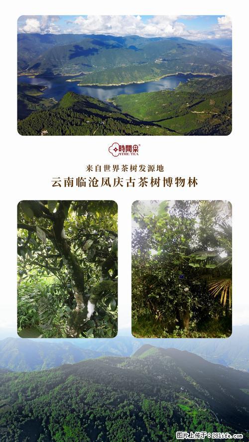 时间果百年古树2025年春红茶 - 购物交流 - 黄石生活社区 - 黄石28生活网 hshi.28life.net