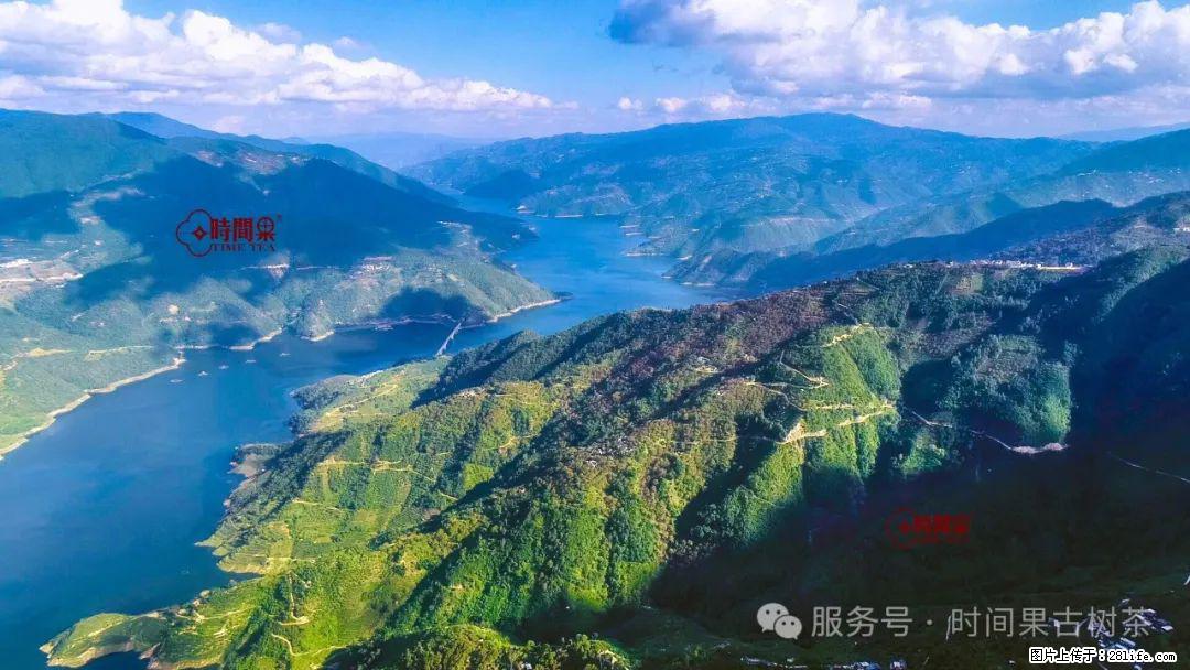 时间果百年古树龙珠普洱生茶 - 购物交流 - 黄石生活社区 - 黄石28生活网 hshi.28life.net