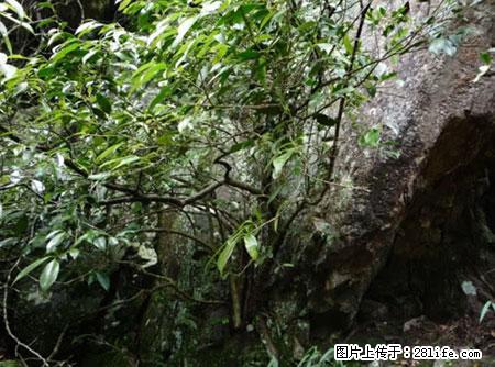 平乐石崖茶，珍贵仅次于金花茶 - 黄石生活资讯 - 黄石28生活网 hshi.28life.net