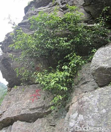 平乐石崖茶，珍贵仅次于金花茶 - 黄石生活资讯 - 黄石28生活网 hshi.28life.net