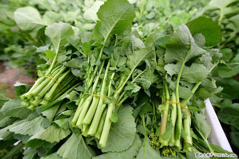 这些蔬菜是“天然钙片”，这6种被医生重点推荐 - 黄石生活资讯 - 黄石28生活网 hshi.28life.net